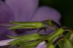 Creeping phlox